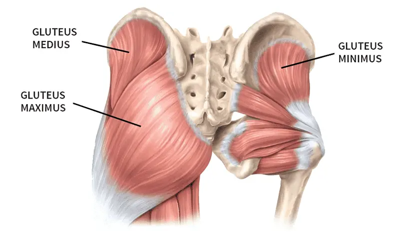 Gluteal Muscles