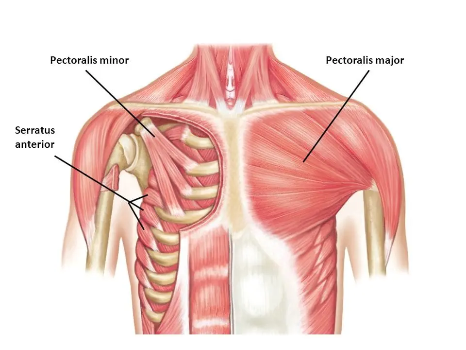 Pectoralis Major & Minor