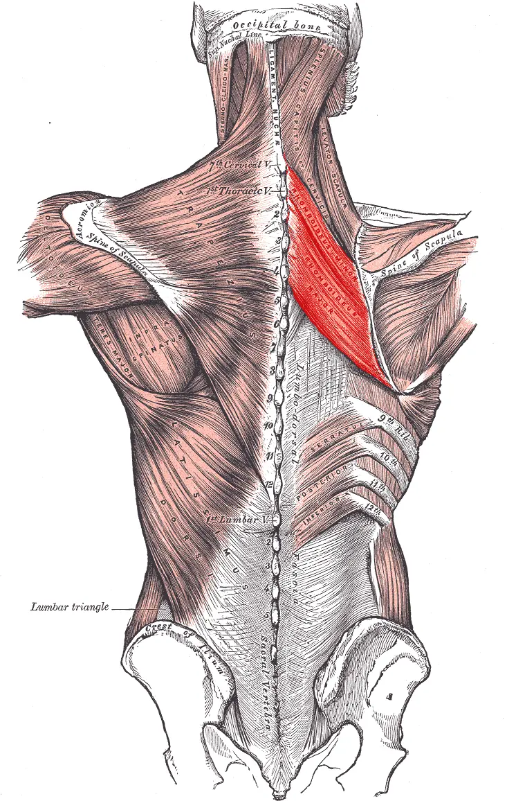 Rhomboids