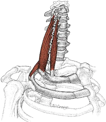 Scalenes