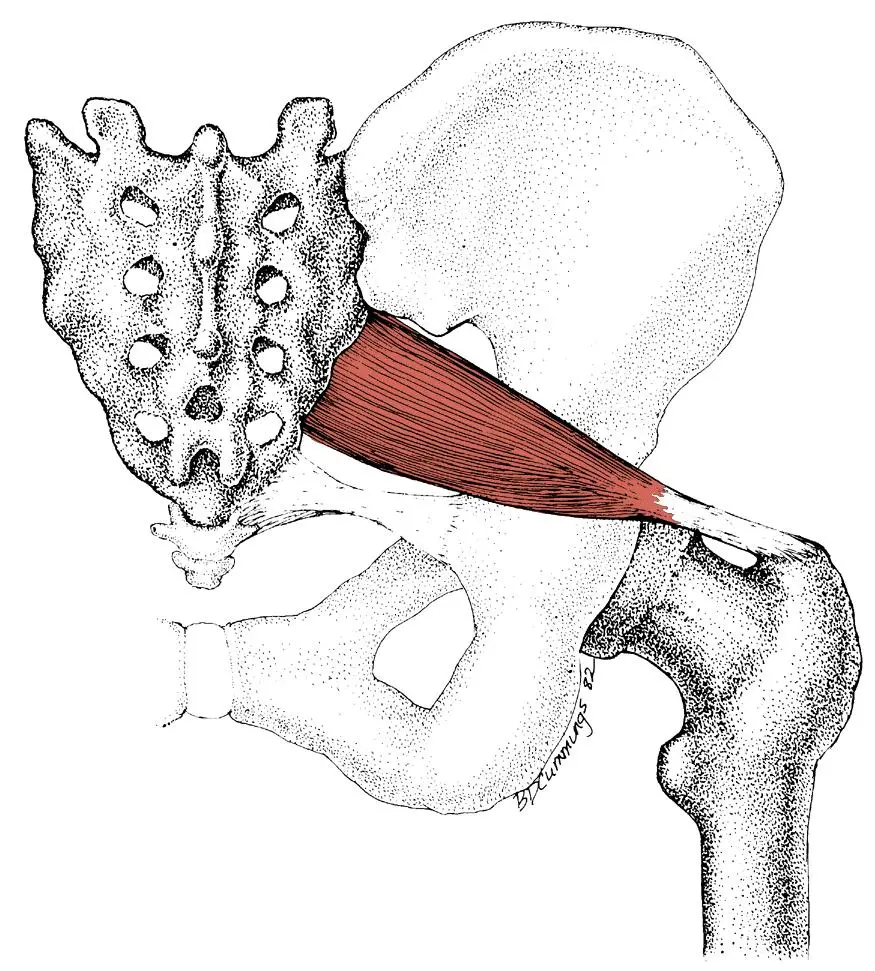 Piriformis