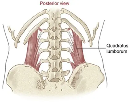 Quadratus Lumborum